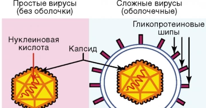 Structure des virus.  Que sont les virus ?  Biologie : types et classification des virus Que sont les virus, leur composition et leur structure